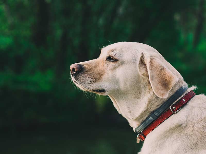 Who gets to keep the dog? | Family Law Gold Coast | Advance Family Law